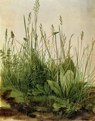 The Great Piece of Turf, 1503 (vartalon värit, kohotettu läpinäkymättömällä valkokankaalla)